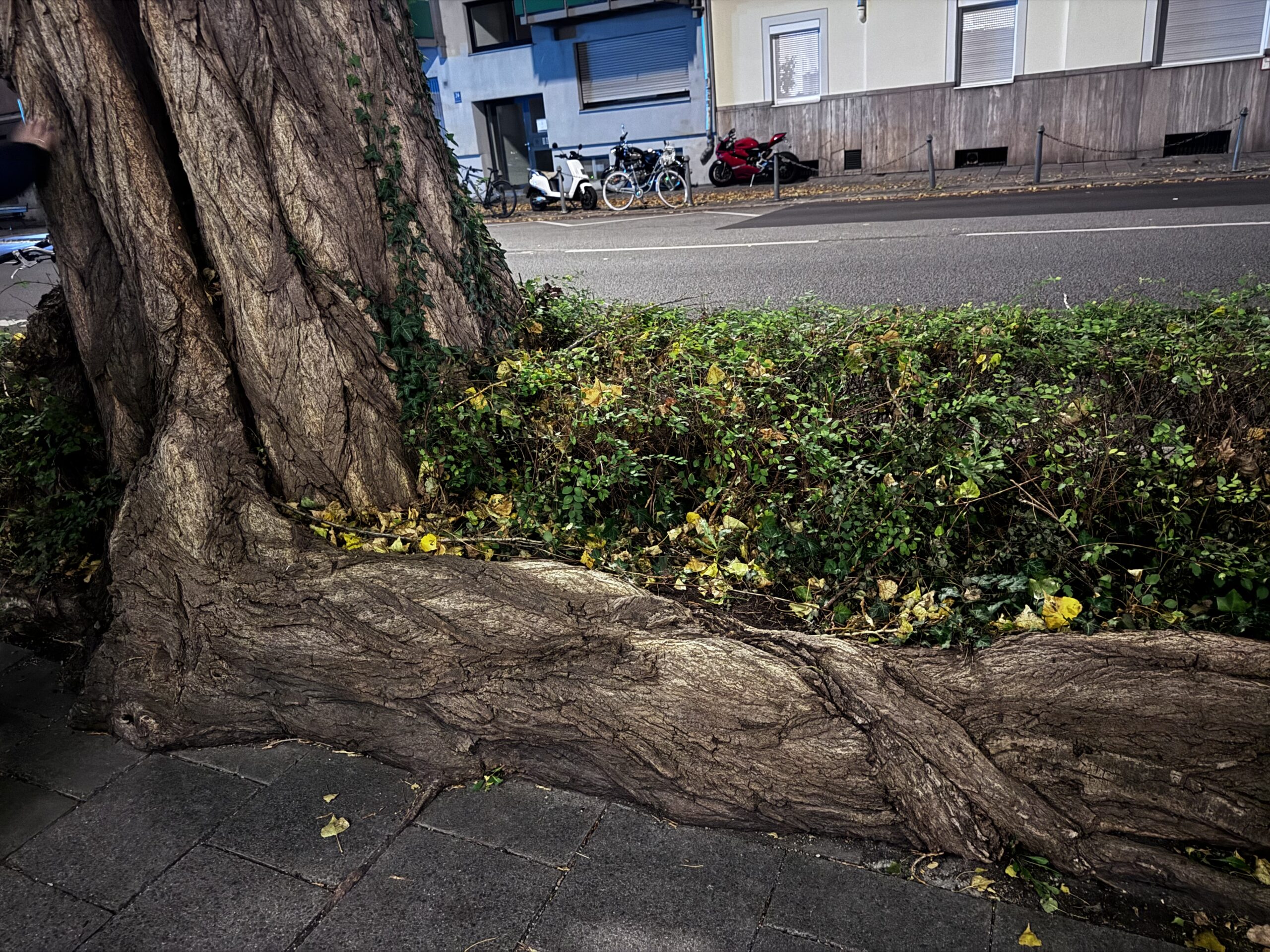 Wurzeleinwuchs – Mit DNA den verursachenden Baum finden