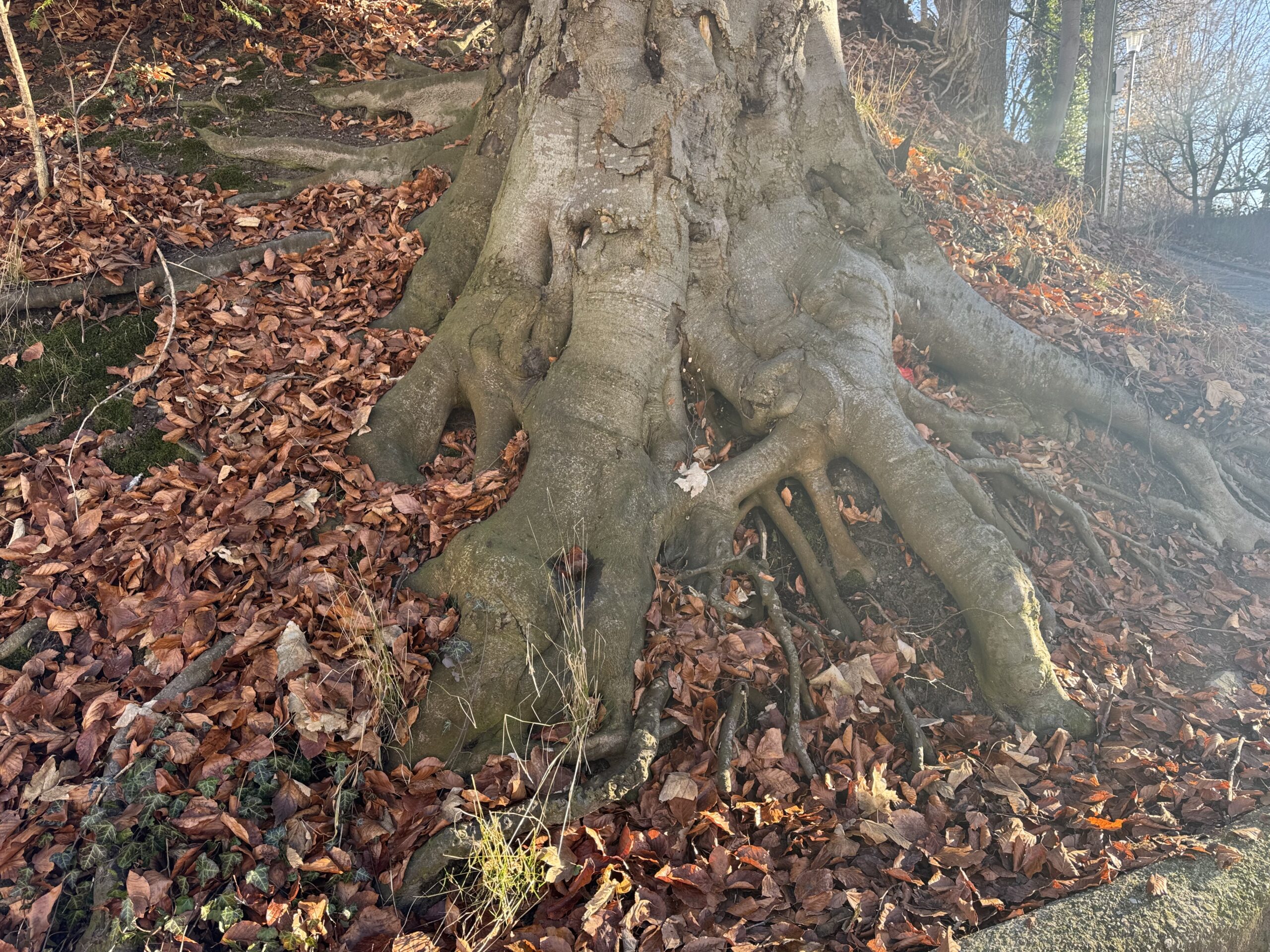 Wurzeleinwuchs in Abwasserleitungen